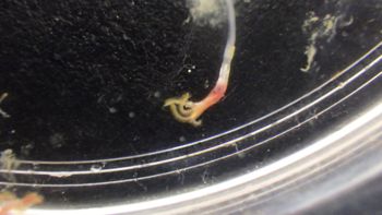 Media type: image;   Invertebrate Zoology 153512 Description: live specimen;